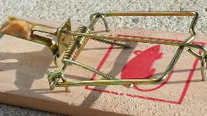 Mouse Trap